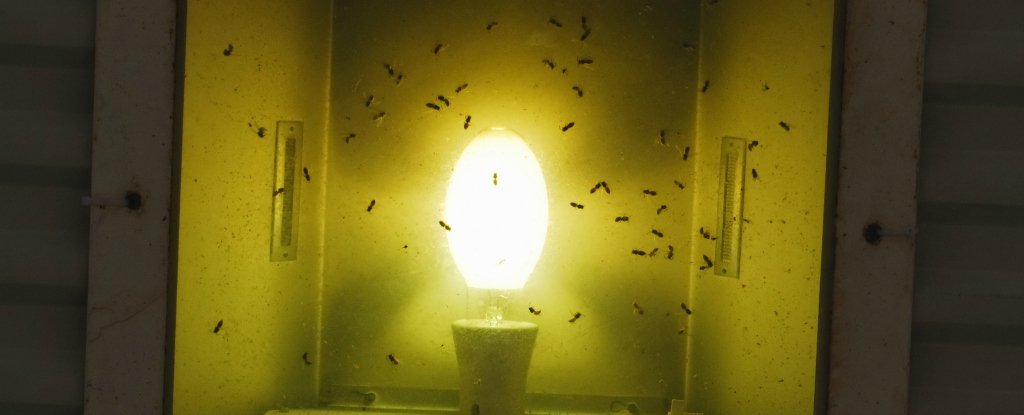 This is the type of light bulb to use if you want to avoid attracting