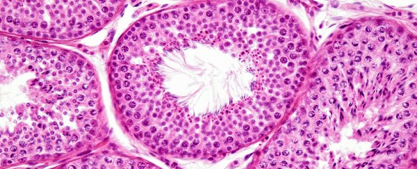 We were wrong - the testes are connected to the immune system