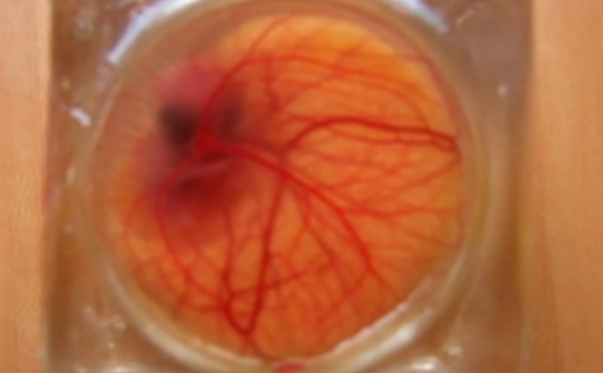 WATCH: Scientists have created a see-through eggshell to watch embryo