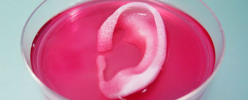 This new 3D printer makes life-sized ear, muscle, and bone tissues from