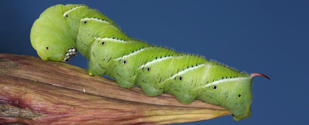 Hornworm 1024