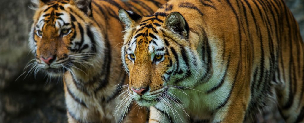 Emily Jane White - Wild Tigers I Have Known Lyrics