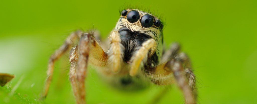Jumpingspider 83747848 1024