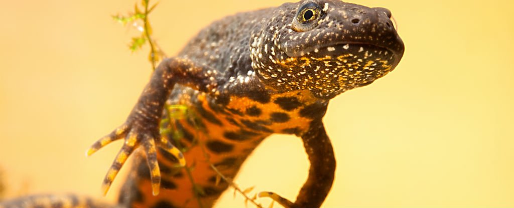 Researchers have finally figured out how newts regenerate their limbs