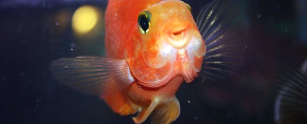 Actually, there's no such thing as a fish, say cladists