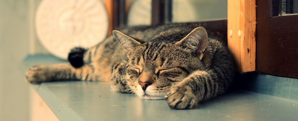 These are the signs that your cat will probably live a long life