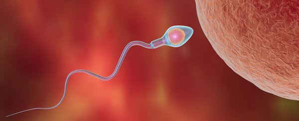 This plant-based 'molecular condom' is our latest shot at a male contraceptive