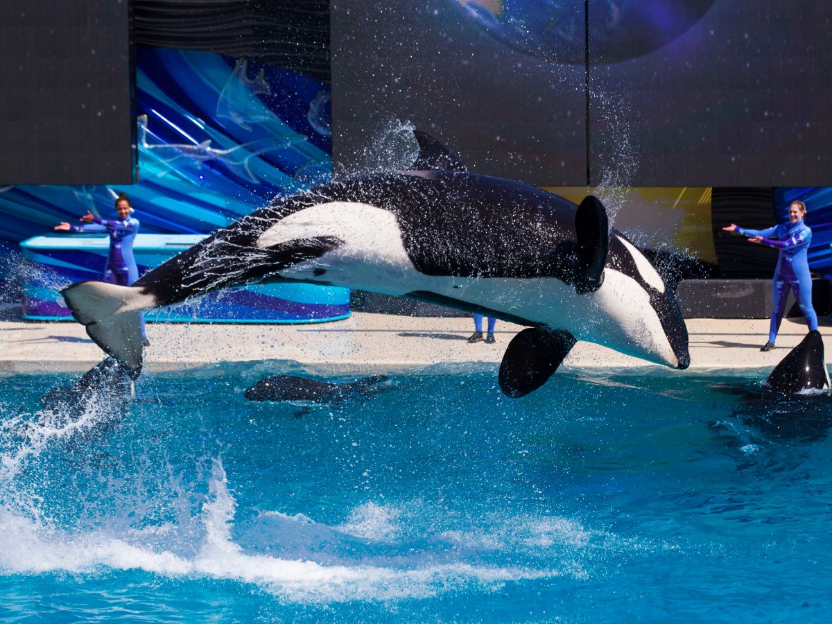 in-2014-seaworld-pledged-to-build-larger-environments-for-its-orcas-and-fund-more-wildlife-research