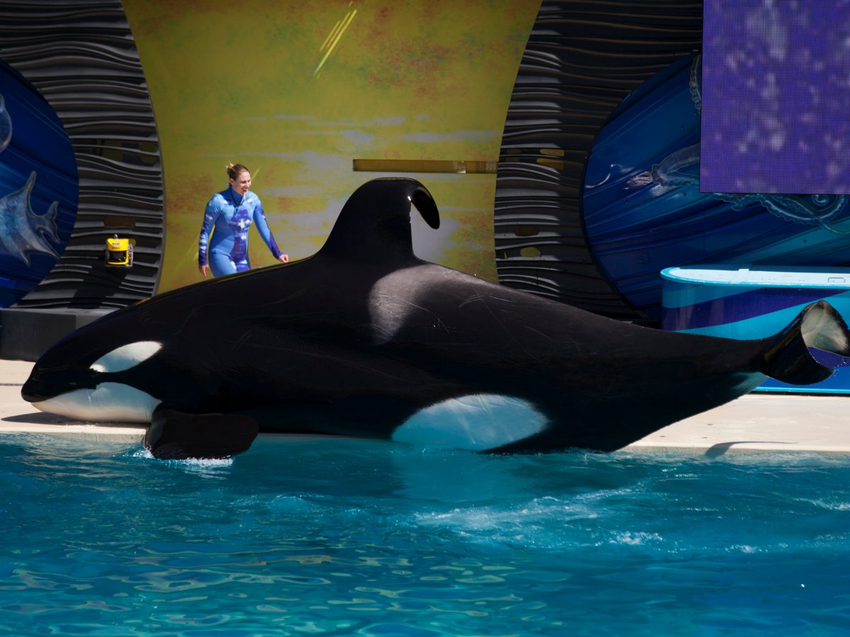 now-that-it-is-done-with-its-orca-breeding-program-seaworld-said-it-planned-to-keep-all-existing-orcas-in-its-habitats-so-there-will-most-likely-still-be-orcas-in-the-parks-for-the-next-few-decades-orcas-live-up-to-50-years-and-one-whale-is