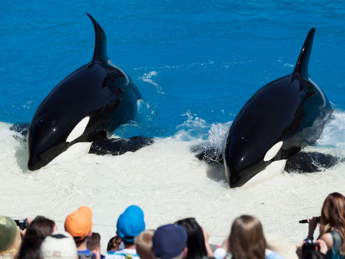 since-the-documentarys-premiere-seaworld-and-its-partners-have-felt-pressure-from-activists--and-declines-in-attendance--to-change-their-orca-programs