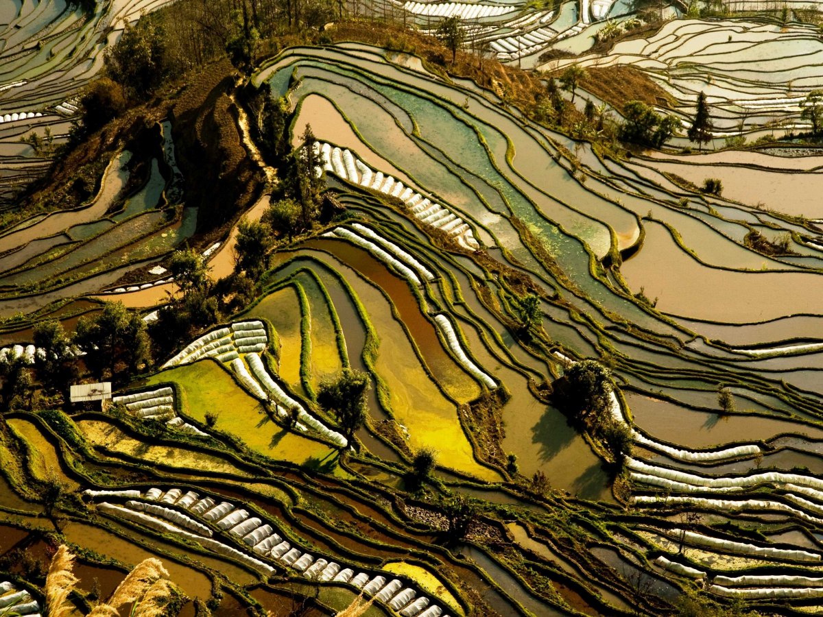 the-rice-terraces-of-chinas-yunnan-province-are-carved-into-the-hillside-different-types-of-vegetation-lend-the-landscape-its-alternating-hues