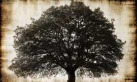 123render_-_old_tree