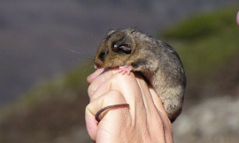 Australian_Alps_Flickr_-_mountain_pygmy_possum
