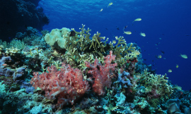 Corals-CoralCentre
