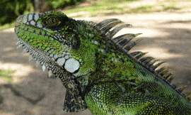 Elizabeth_A._Roznik_ECOS_-_Common_iguana