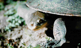 R-J_Spencer_nonistock_-_broad-shelled_turtles