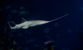 ShaunWilkinson_-_sawfish