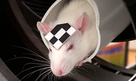 Sydney_Uni_-_marked_rat2
