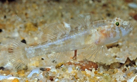USyd_-_female_thalasseleotridid