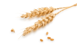 Vitalina_-_wheat_stems