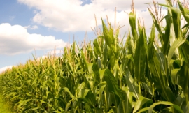 Wicki58_-_corn_field