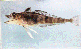 Yale_University_-_notothenioids