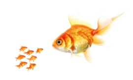 lisegagne_-_big_and_lil_fish