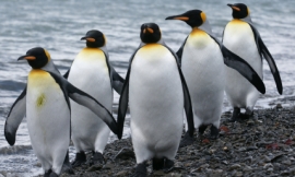 serengeti130_-_king_penguins