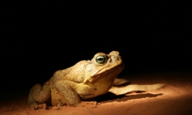 tershaltershal_-_cane_toad2