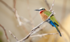 4FR_-_bird