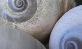 BrendanHunter_-_moon_snail