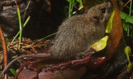 Chien_C._Lee_-_summit_rat