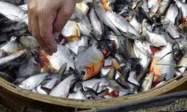 Francis_Murray_-_Fish_ECOS