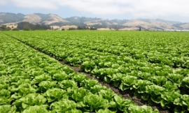 GomezDavid_-_lettuce_crop