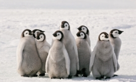 KeithSzafranski_-_emperor_penguin