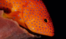placeholder-270px.png Tammy616_-_blue_spotted_trout