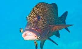 cleaner_fish_-_uQ