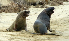 dan_taylor_Flickr_-_hooker_sea_lion