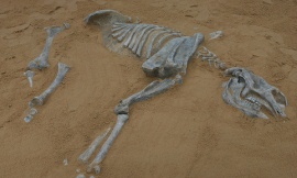 diprotodon_-_mezuni
