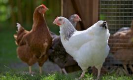 johnnyscriv_-_poultry