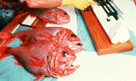 scienceimage_ECOS_-_fish