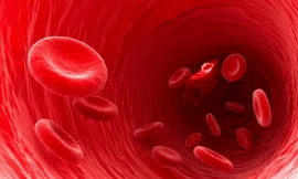 placeholder-270px.png spanteldotru_-_blood_vessels