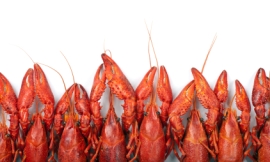 v777999_-_crayfish
