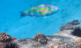 4FR_-_parrotfish