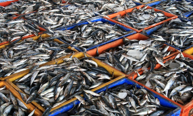 AJP_fisheries_Shutterstock