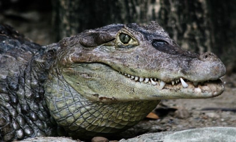 Aarstudio_crocodile_iStock