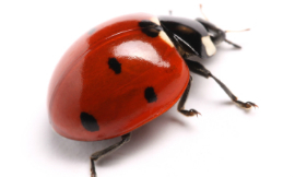 Antagain_Ladybird_iStock