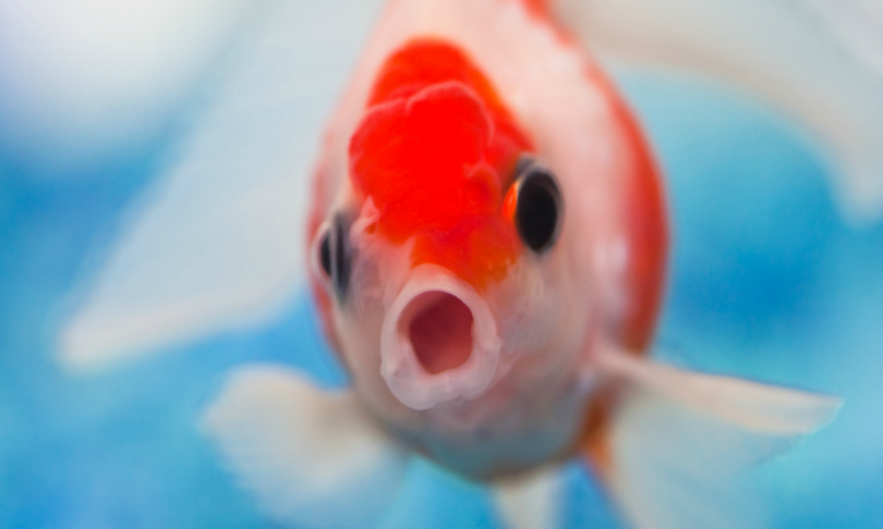 BensonKua_rainbow-fish_TheConversation