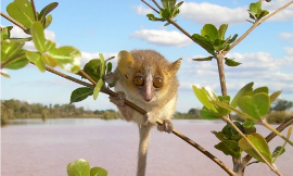 Blanchard_Randrianambinina-Mouse_Lemur