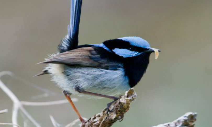 Bluewren_MonashUniversity